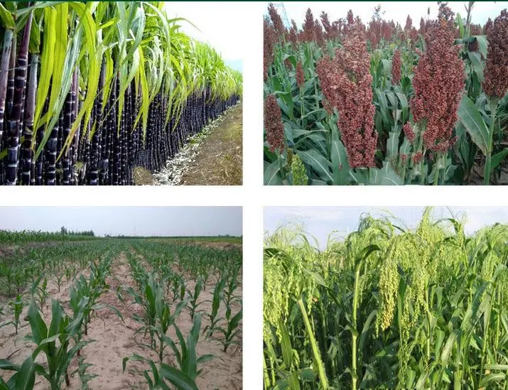 Sc annuel de Weedicide Mesotrione 15% de mauvaise herbe de contrôle d'herbicide de gisement de canne à sucre de maïs